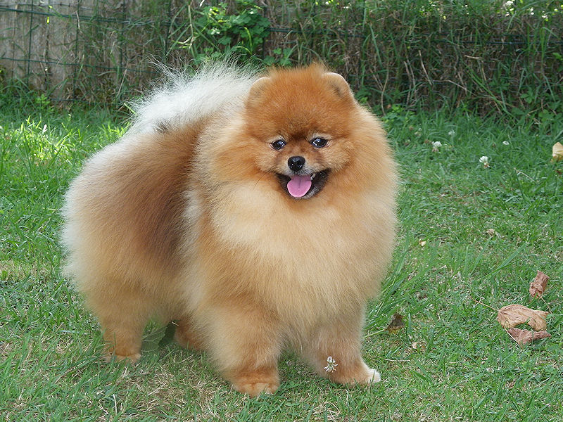 Dylan du Panache D'Or