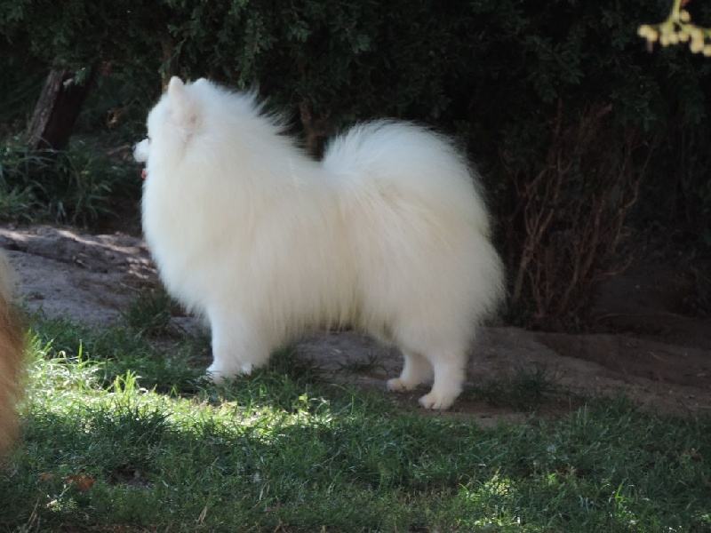 CH. Hugo de branchy blanche