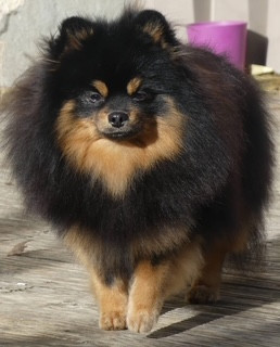 Vague de bonheur du champ des etroiles