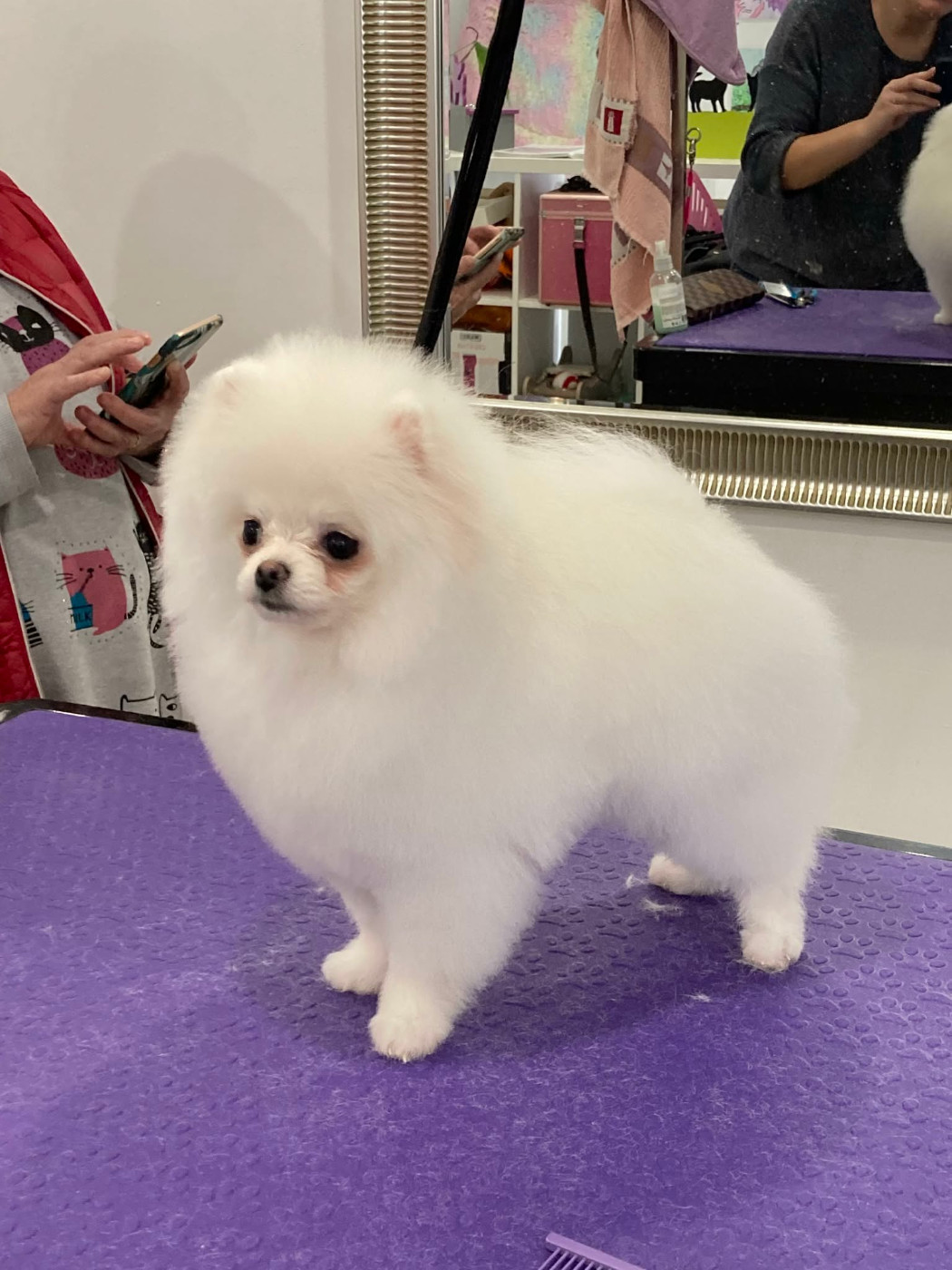 CH. S'hyoshi l'ange aux papillons