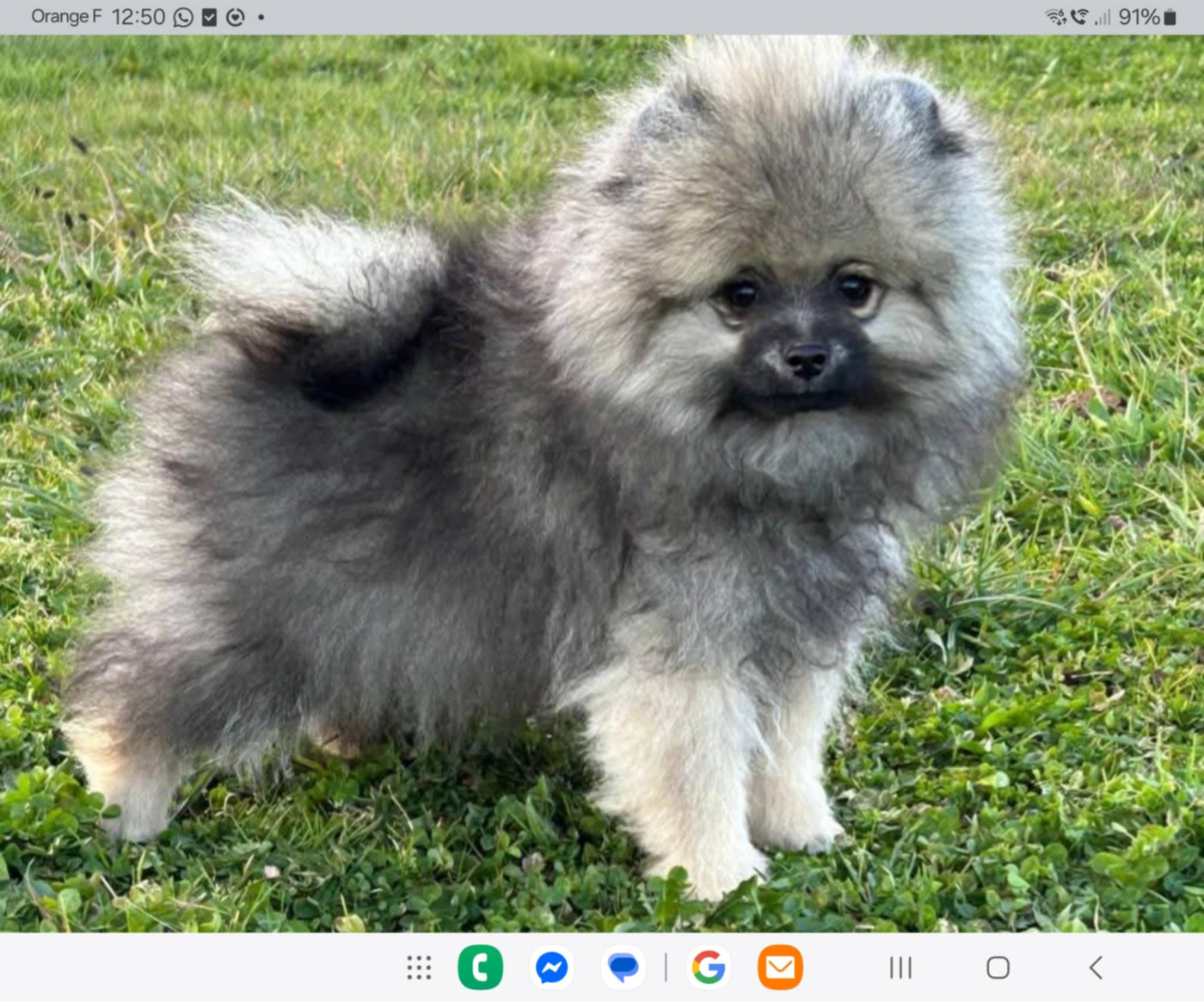 Viking de l'ange aux papillons