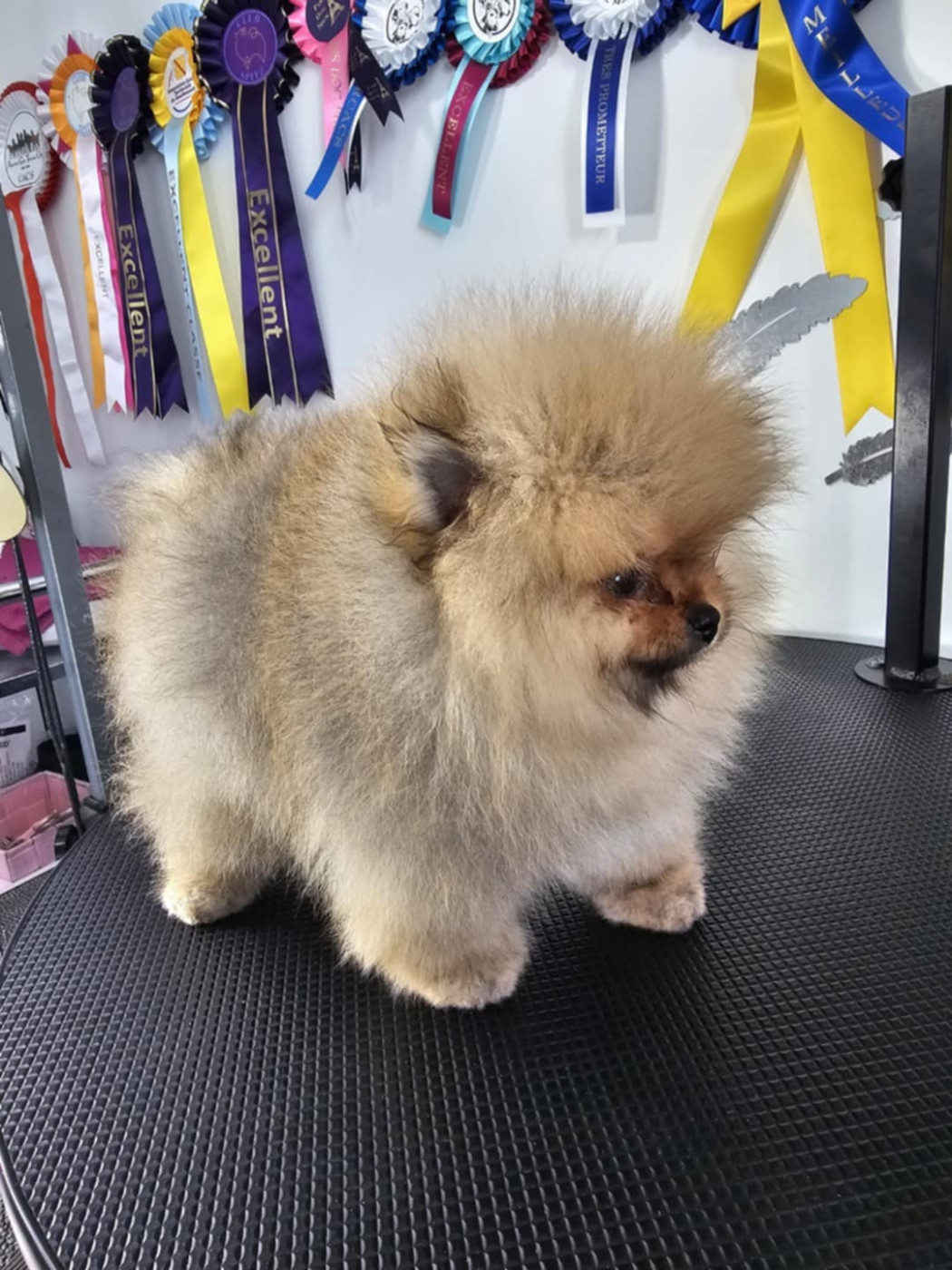 Ace du royaume des douceurs