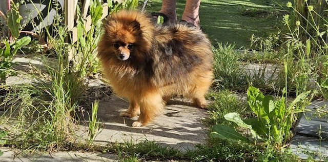 U'love me Des Poms De L'Odyssee