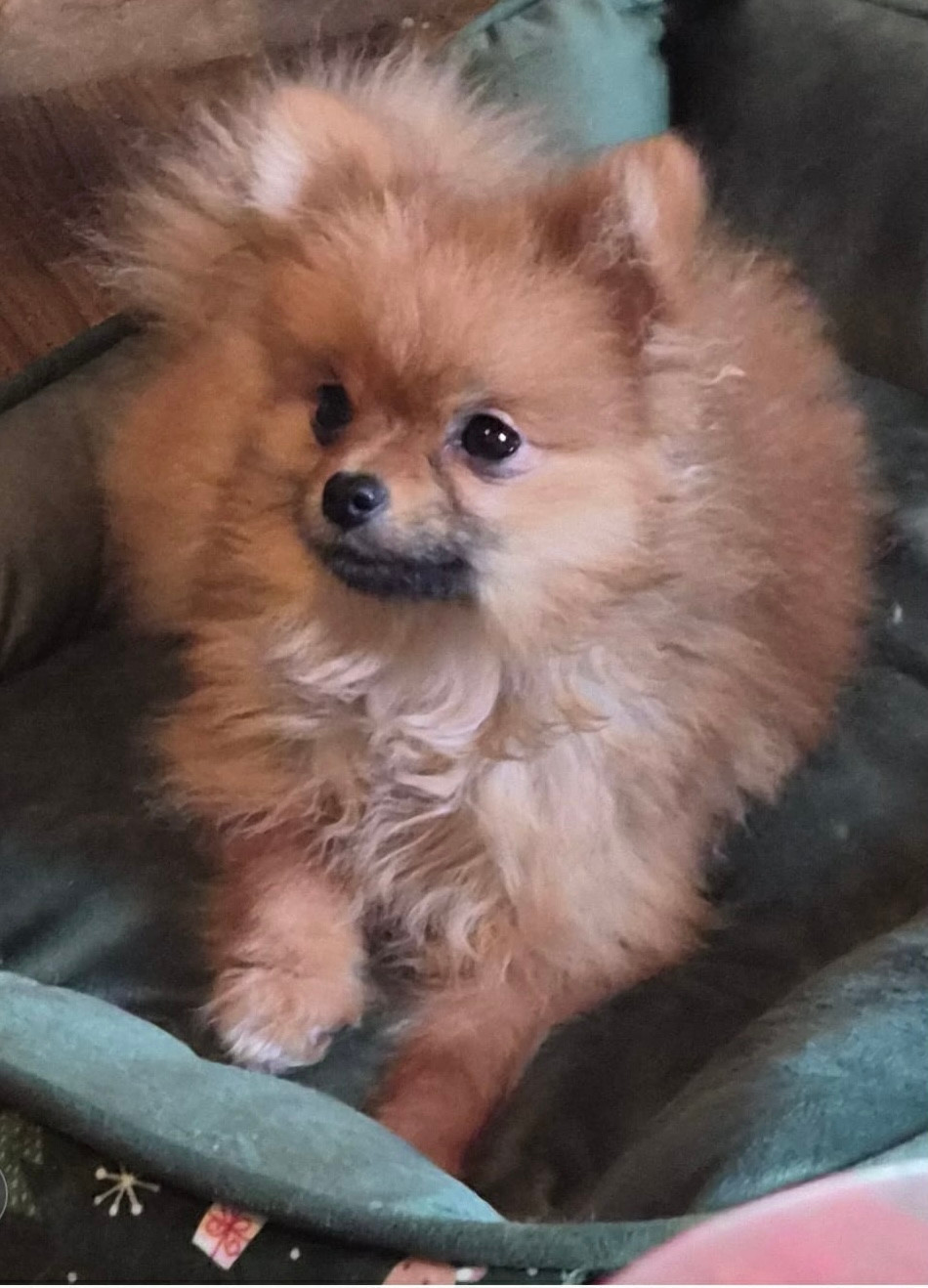 Volcane de la source des volcans