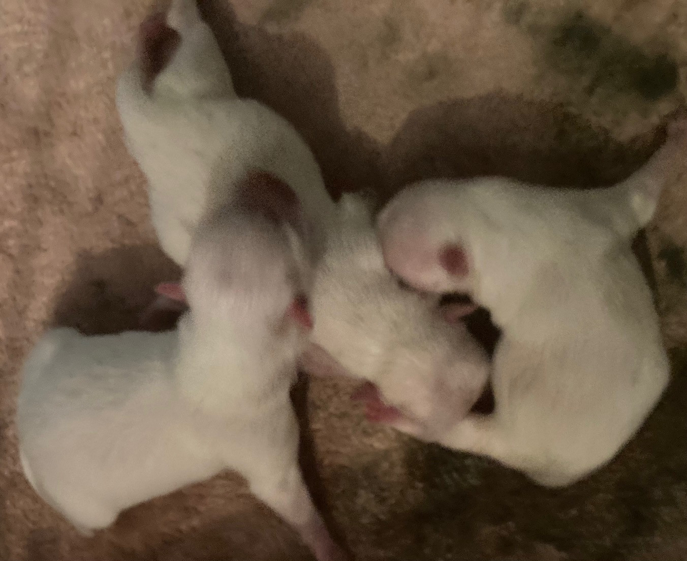 notre premiére portée 2026